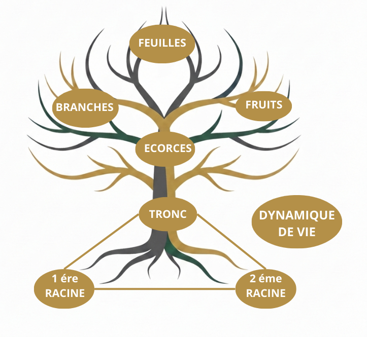 La numérologie comme un arbre : racines, tronc, branches et fruits racontent ton histoire.